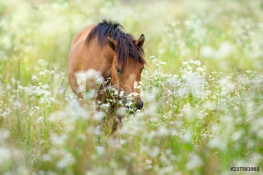 Bild på Bay horse on flowers meadow